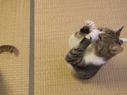 eman安卓版