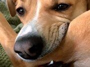 巴黎人投注电子V3.5专业版