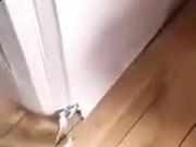 vivo梦幻模拟战手游