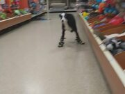 大白appV5.6专业版