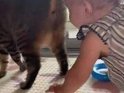 金牛版appV3.6专业版