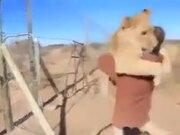 金狮贵宾会注册