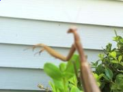 《PT电子app》2025最新版角色天赋界面