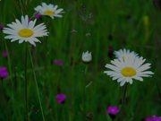 皇冠体育appV8.5专业版