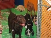 魅影快三appV2.4专业版