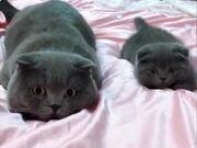 河南汽车维修平台APP