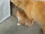 贵州药材APP