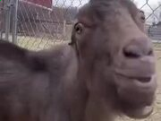 BOB体育彩票中心app2025最新版大型魔物狩猎战斗