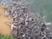 澳门球盘网APPV3.5专业版