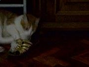 kaiyun官方体育app 最新版本 策略选择与计谋使用界面