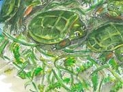 8x8皇冠APPV1.5专业版