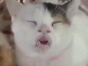 五大正规买球网站app