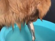 srvanyui服务管理工具