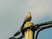 新世纪appV9.5专业版