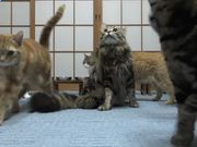 米6appV1.4专业版