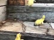 世界大战西方战线2025最新版堑壕战场面