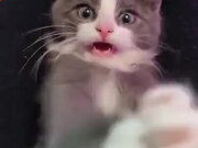 金梅树枝美工字体