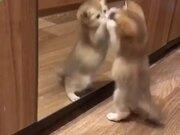 中国网络电视台直播