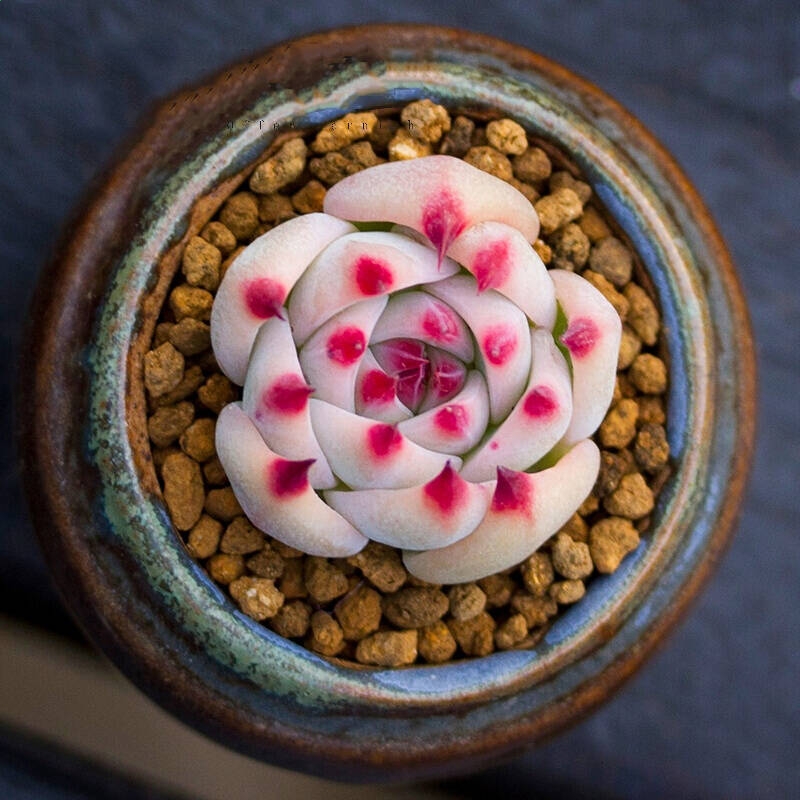 九游app2025版爆破模式实战画面