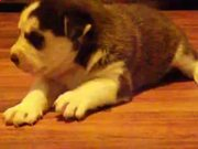 新2官网安卓版二维码