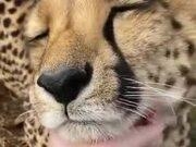 非凡棋牌appV4.8专业版