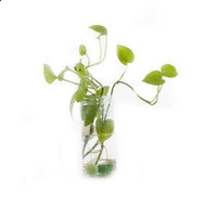 UEDBETappV1.8专业版