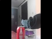 贵州药材APP