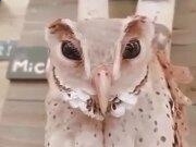 大港澳彩安装V1.1专业版