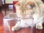 红宝石国际appV8.8专业版