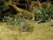 splitfile分割文件