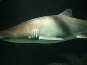 dafabetAPPV2.7专业版