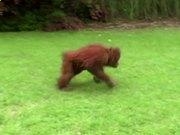 Realtek RTL8187 Wireless 54M USB 2.0无线网卡驱动