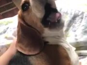 英皇国际app2025版家园经营系统界面