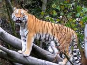 米乐棋牌app2025最新版街头球场场景