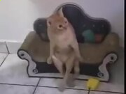 6688appV8.4专业版