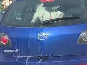 win7 sp1 x86极速纯净版