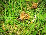 天天盈球APPV3.3专业版