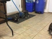 皇家金堡官网V3.1专业版