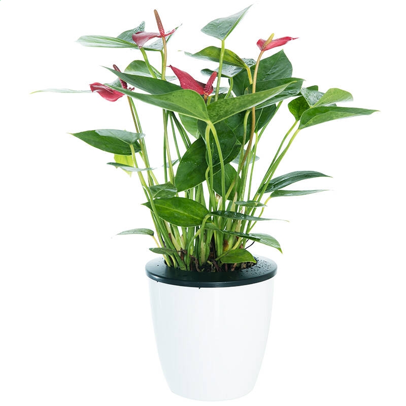 开云kaiyun在线V4.5专业版