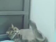 kai云体育app官网登录V4.6专业版