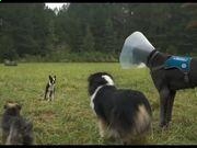 河南汽车维修平台APP