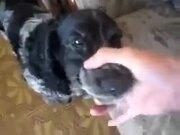 鸿博体育app 2025版角色选择与技能界面