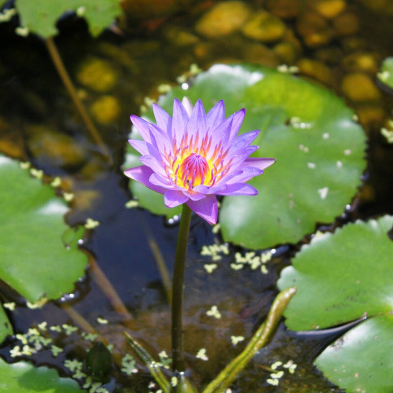 河南汽车维修平台APP