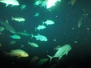 Miranda IM(聚合聊天)