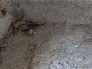 MediaCoder中文版32位