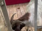 开云电竞appV3.3专业版