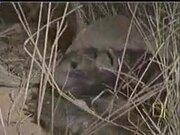 易语言5.71完美修改版