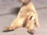 c7c7APPV9.9专业版