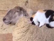 河南汽车维修平台APP