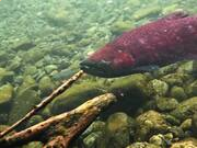 鼠标键盘动作脚本执行器